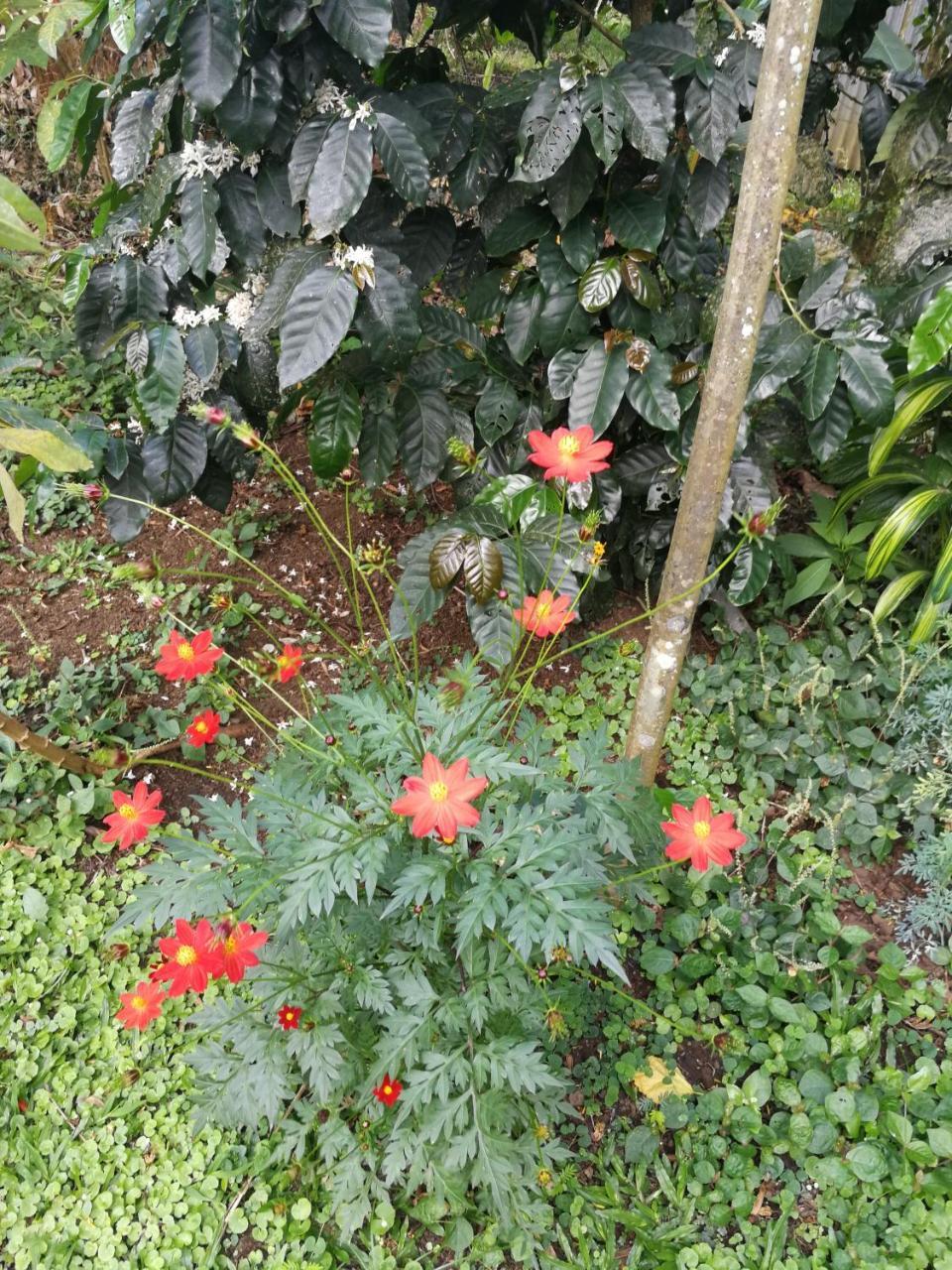 Bijagua paradise Río Celeste Exterior foto